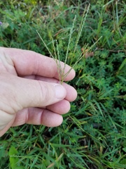 Digitaria violascens