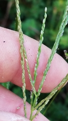 Digitaria violascens