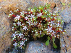 Sedum jaliscanum