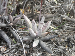 Adromischus filicaulis