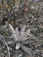 Adromischus filicaulis