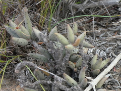 Adromischus filicaulis