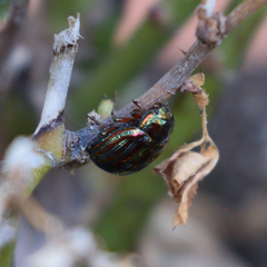 Chrysolina americana