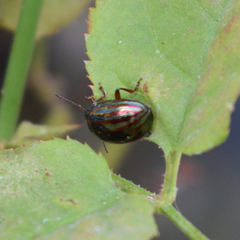 Chrysolina americana