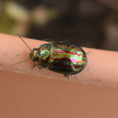 Chrysolina americana