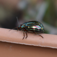 Chrysolina americana