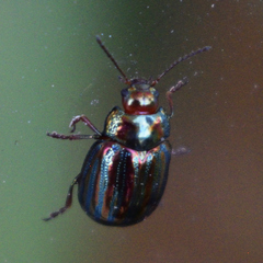 Chrysolina americana