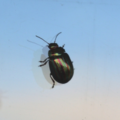 Chrysolina americana