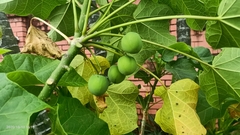 Jatropha curcas