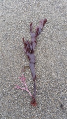 Calliarthron tuberculosum