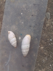 Brephulopsis cylindrica