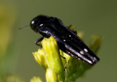 Agrilus prionurus