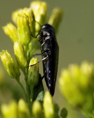 Agrilus prionurus