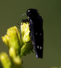 Agrilus prionurus