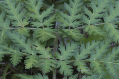 Chaerophyllum villarsii