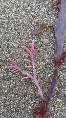 Calliarthron tuberculosum