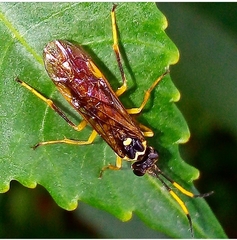 Stromboceridea culta