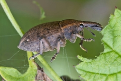 Lepyrus capucinus