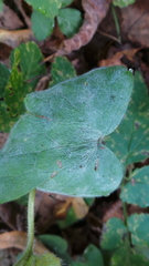 Erysiphe aquilegiae