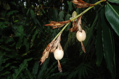 Alpinia elegans