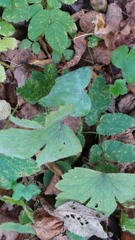 Erysiphe aquilegiae