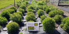 Solidago lepida salebrosa