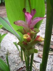 Curcuma zedoaria