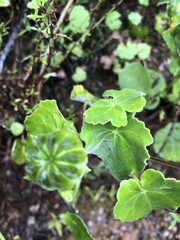 Abutilon sonneratianum