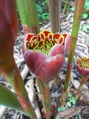 Etlingera hemisphaerica