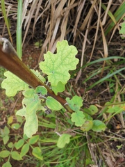 Macleaya cordata