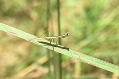 Schizocephala bicornis
