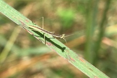 Schizocephala bicornis
