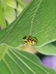 Sassacus aurantiacus