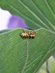 Sassacus aurantiacus