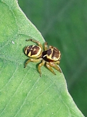 Sassacus aurantiacus