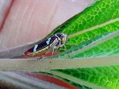 Macugonalia leucomelas