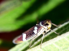 Macugonalia leucomelas