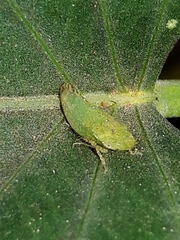 Xerophloea