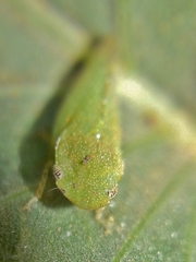 Xerophloea