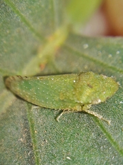 Xerophloea