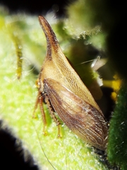 Enchenopa gracilis