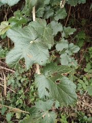 Rubus tephrodes ampliflorus