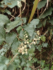 Rubus tephrodes ampliflorus
