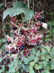 Rubus tephrodes ampliflorus