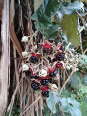 Rubus tephrodes ampliflorus