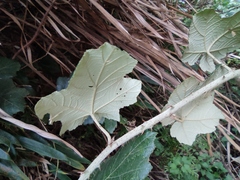 Rubus tephrodes ampliflorus