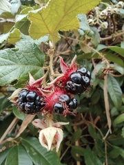 Rubus tephrodes ampliflorus