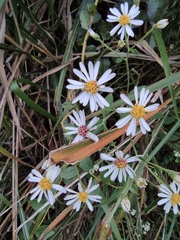 Aster ageratoides