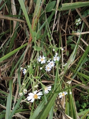 Aster ageratoides