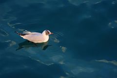 Chroicocephalus ridibundus